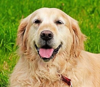 Pet park on-site